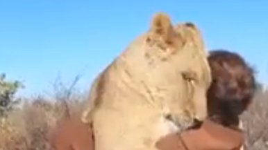 Lioness bond