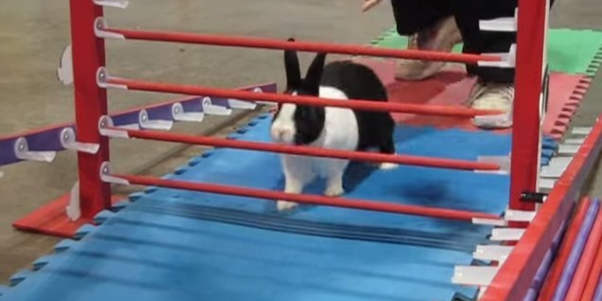 This Rabbit's Novel Approach To Showjumping Is The Best FiveSecond