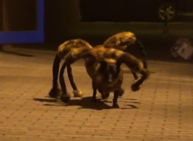 Chien déguisé en arraignée