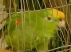 Lorenzo Parrot