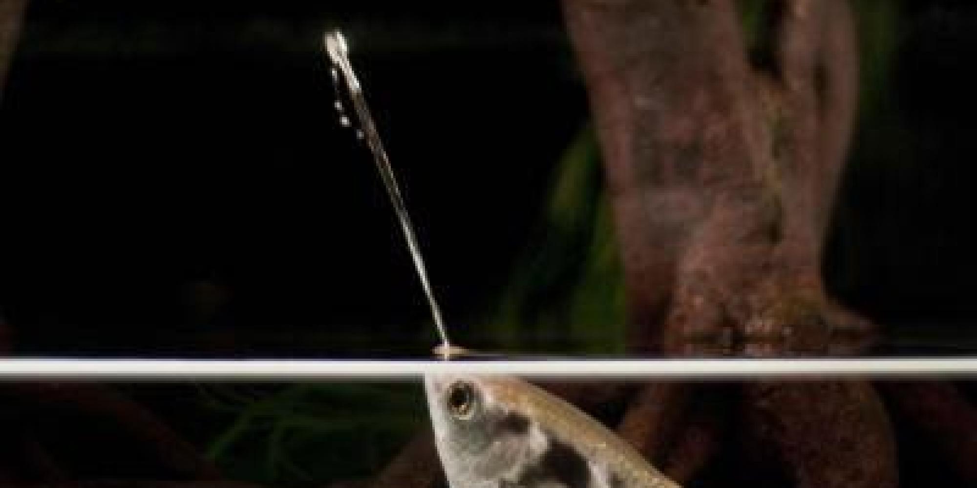 Here's How Archerfish Blast SuperAccurate Jets Of Water To Snag Their Prey