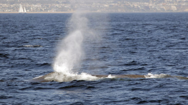 California blue whales