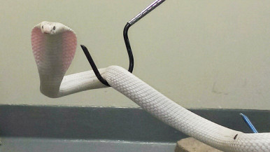 Albino cobra