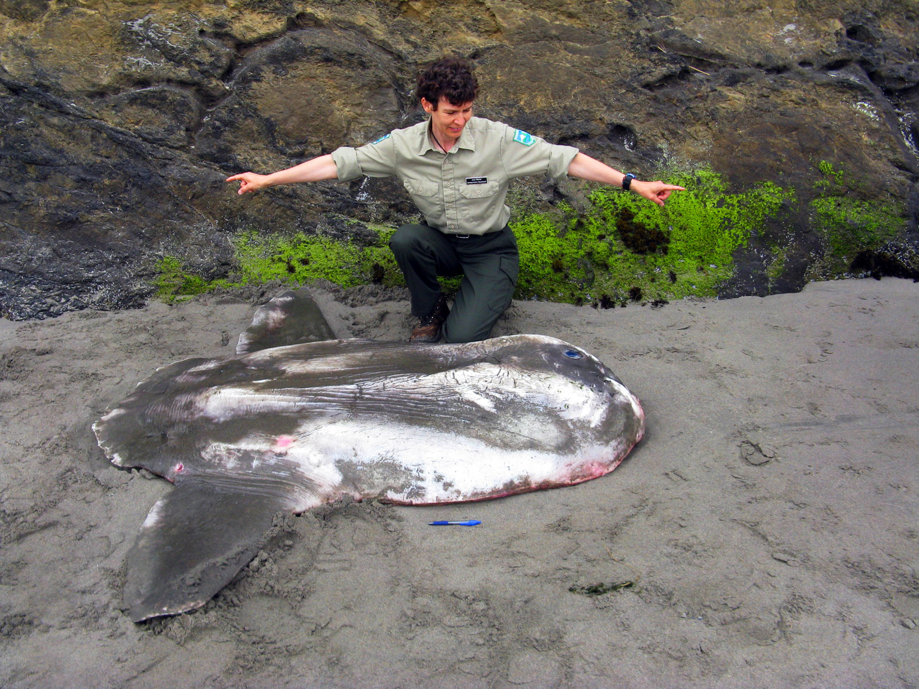 ocean sunfish