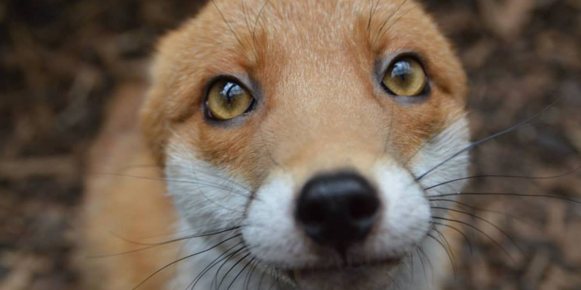 Ridiculously Photogenic Fox Is Just Too Friendly To Leave ...