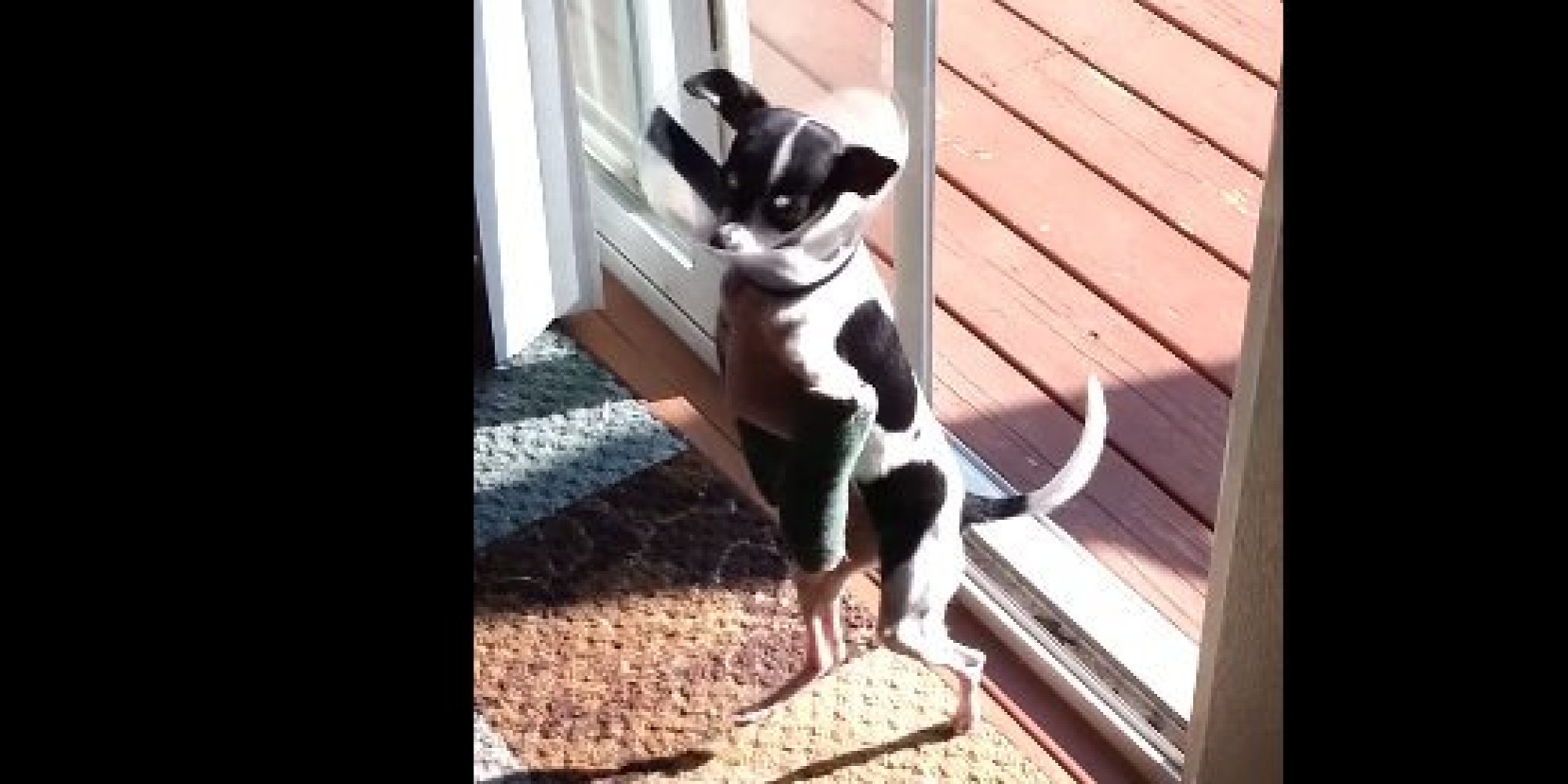This Adorable Dog Has Learned To Walk Upright After Breaking Her Front