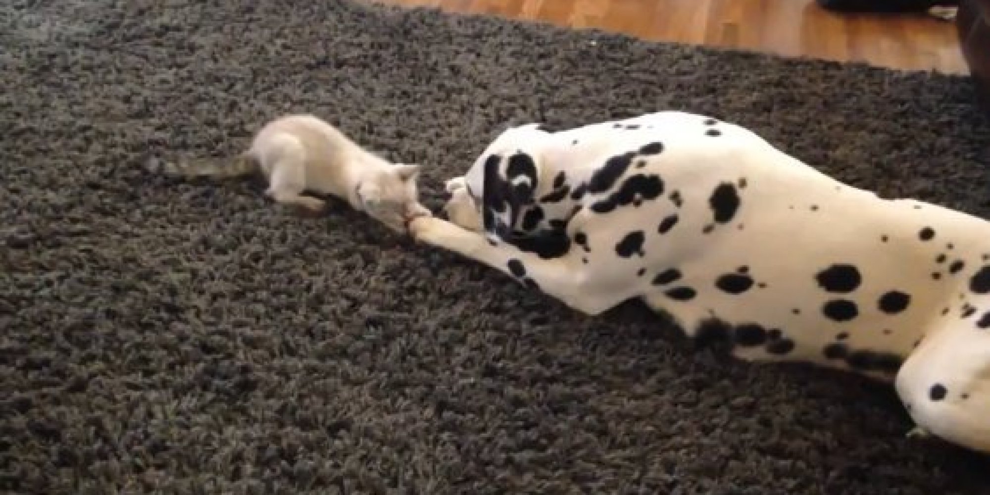 Rambunctious Kitten Wants To Play With Her Dalmatian Pal, Tries With