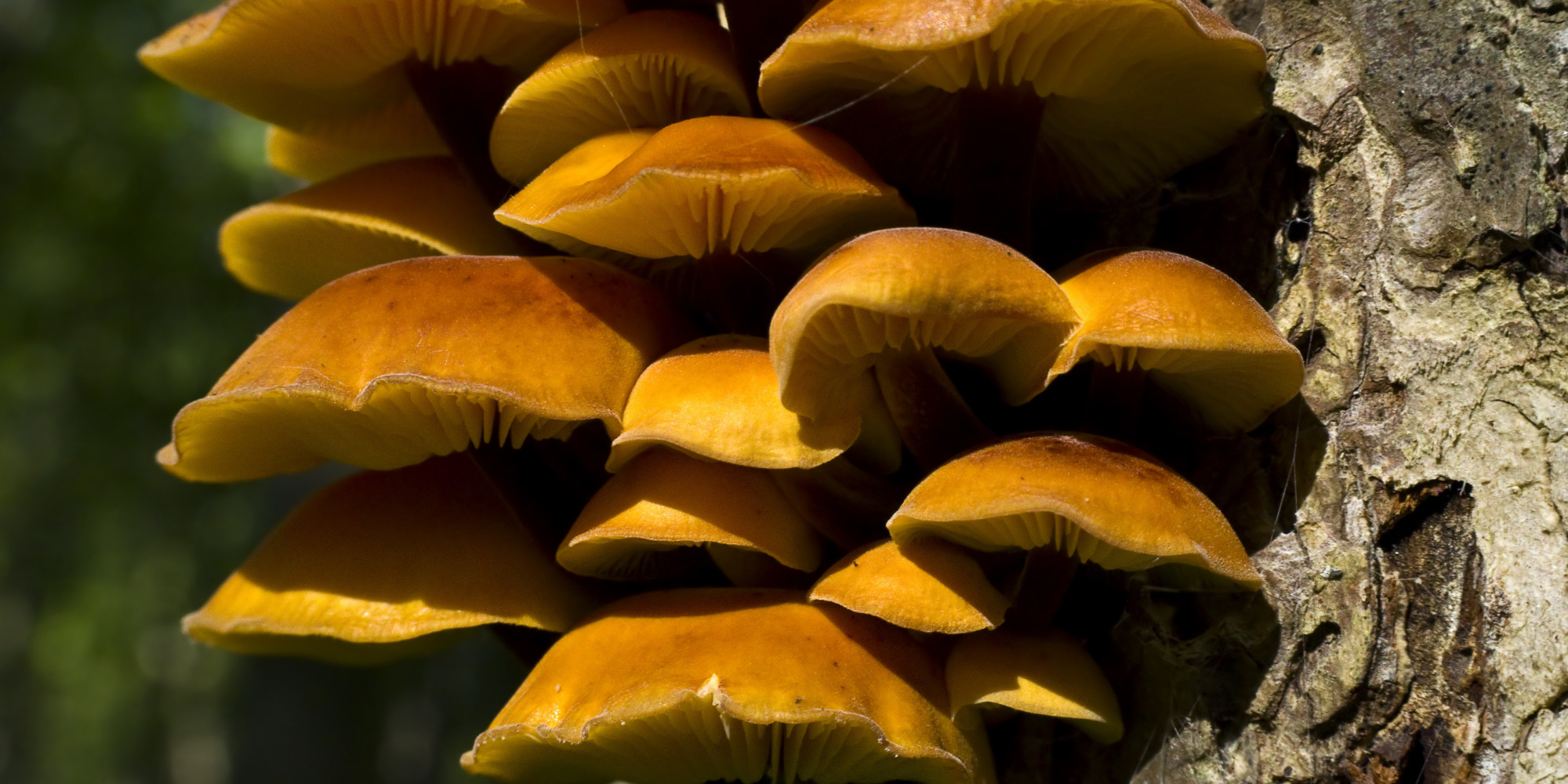 Fungi