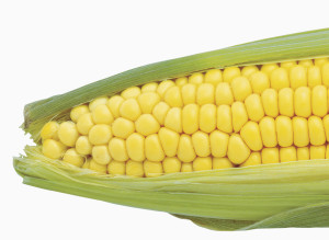 n-CORN-large300.jpg