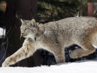 Lynx Protection Expanded, But Some Habitat Will Remain Undefended