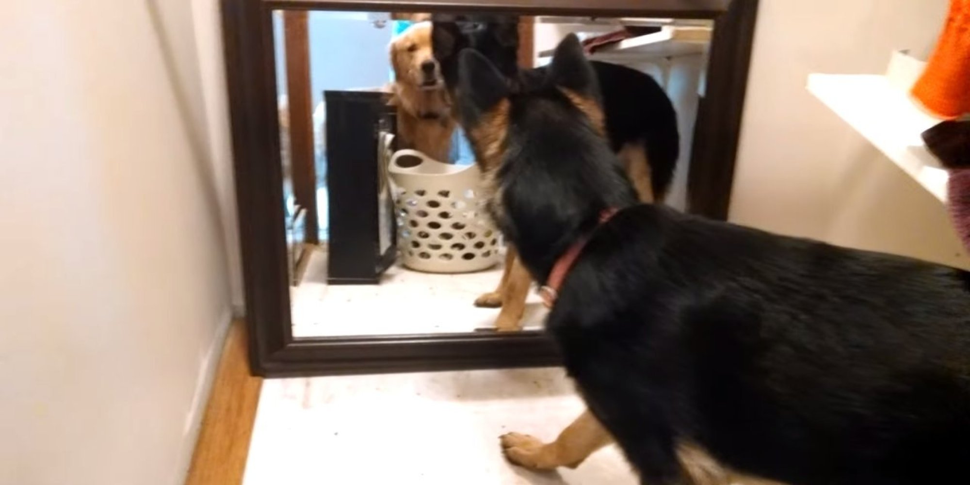 Fenway The Guard Dog In Training Notices Very SuspiciousLooking Dog In