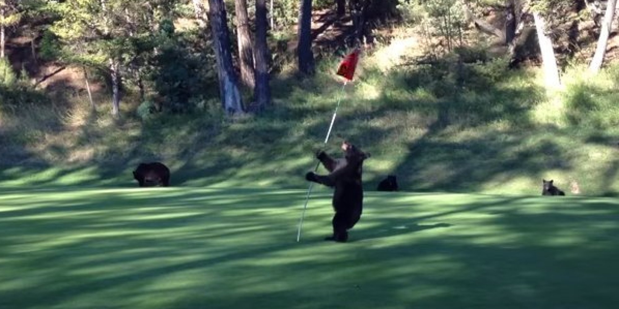 Bear Cub Is Filmed Adorably Playing With A Flag Pole On A Golf Course