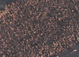 Walruses