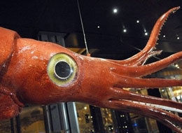colossal squids eye