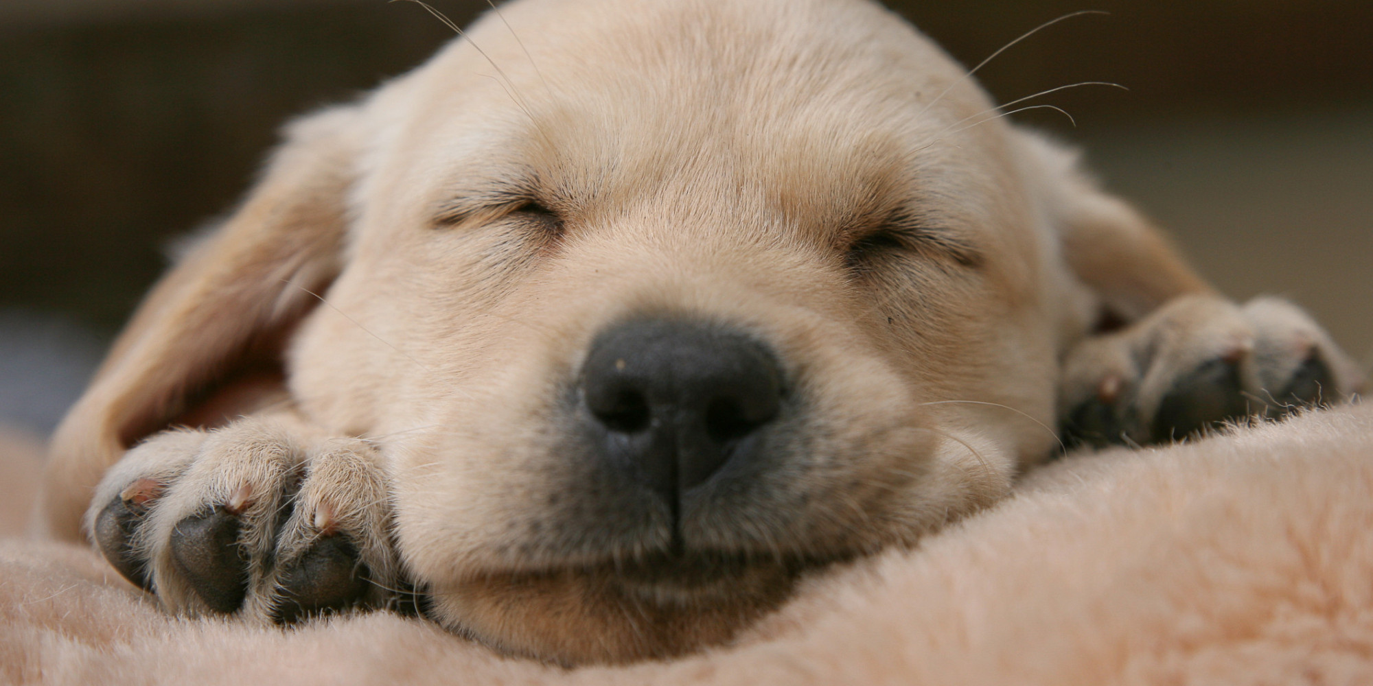 10 Great Reminders Of How Much We Love Sleep HuffPost