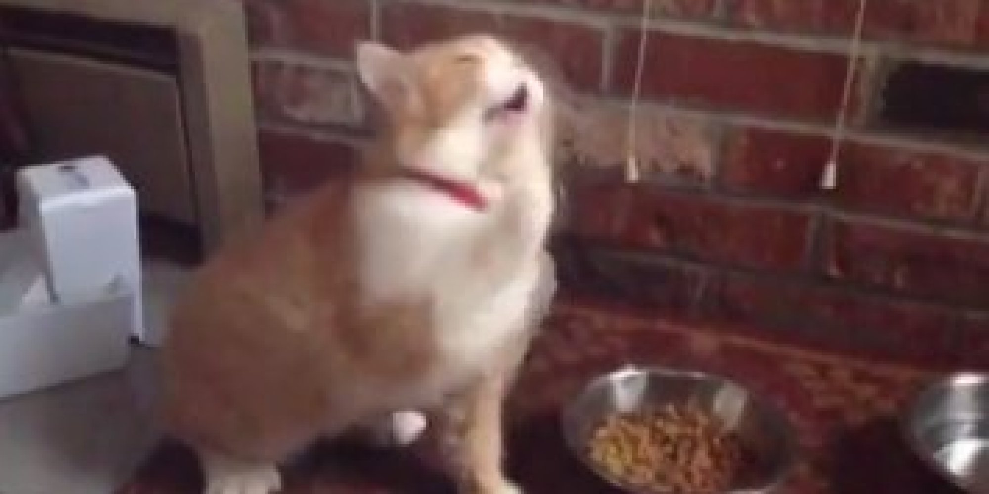 kittens sneezing a lot