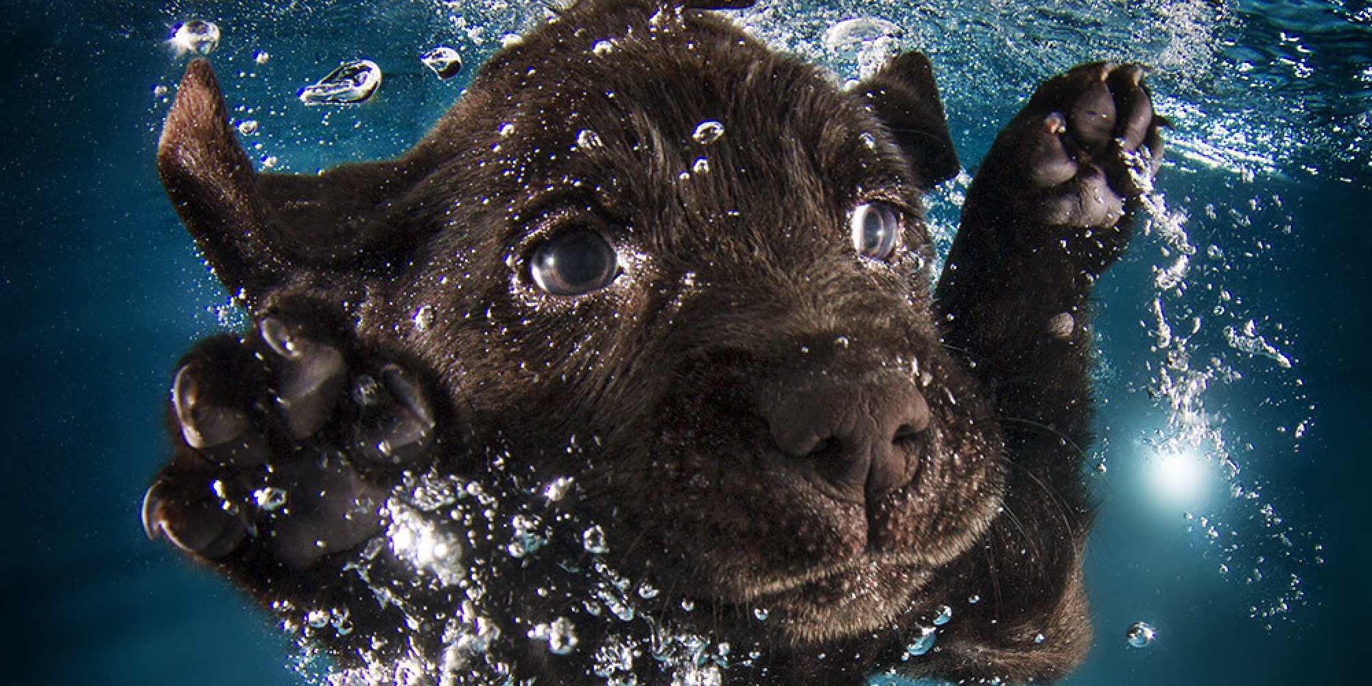 This Photographer Taught 1 500 Puppies How To Swim These Are The Impossibly Adorable Results