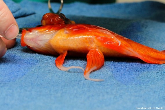operation poisson rouge
