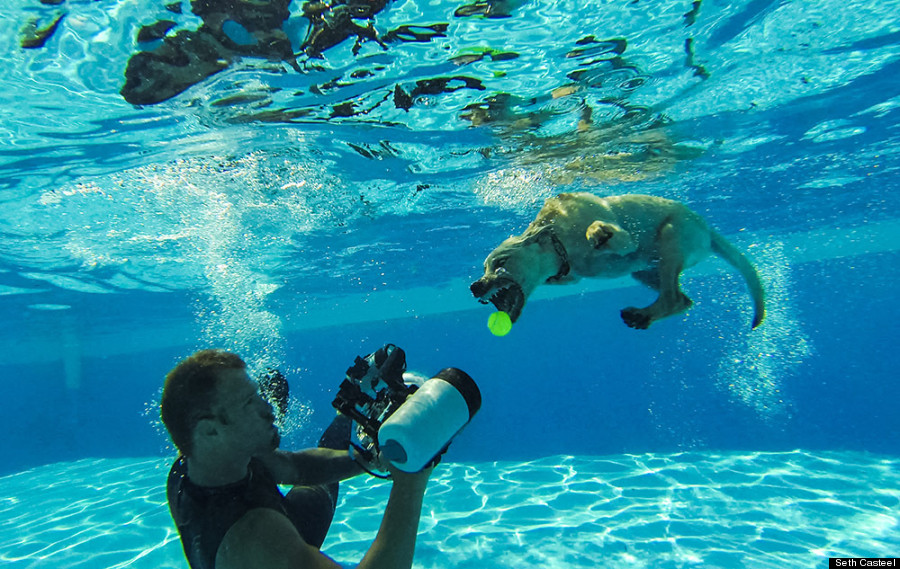 Casteel working with a dog underwater.