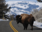 Yellowstone To Kill 900 Bison During Winter Cull