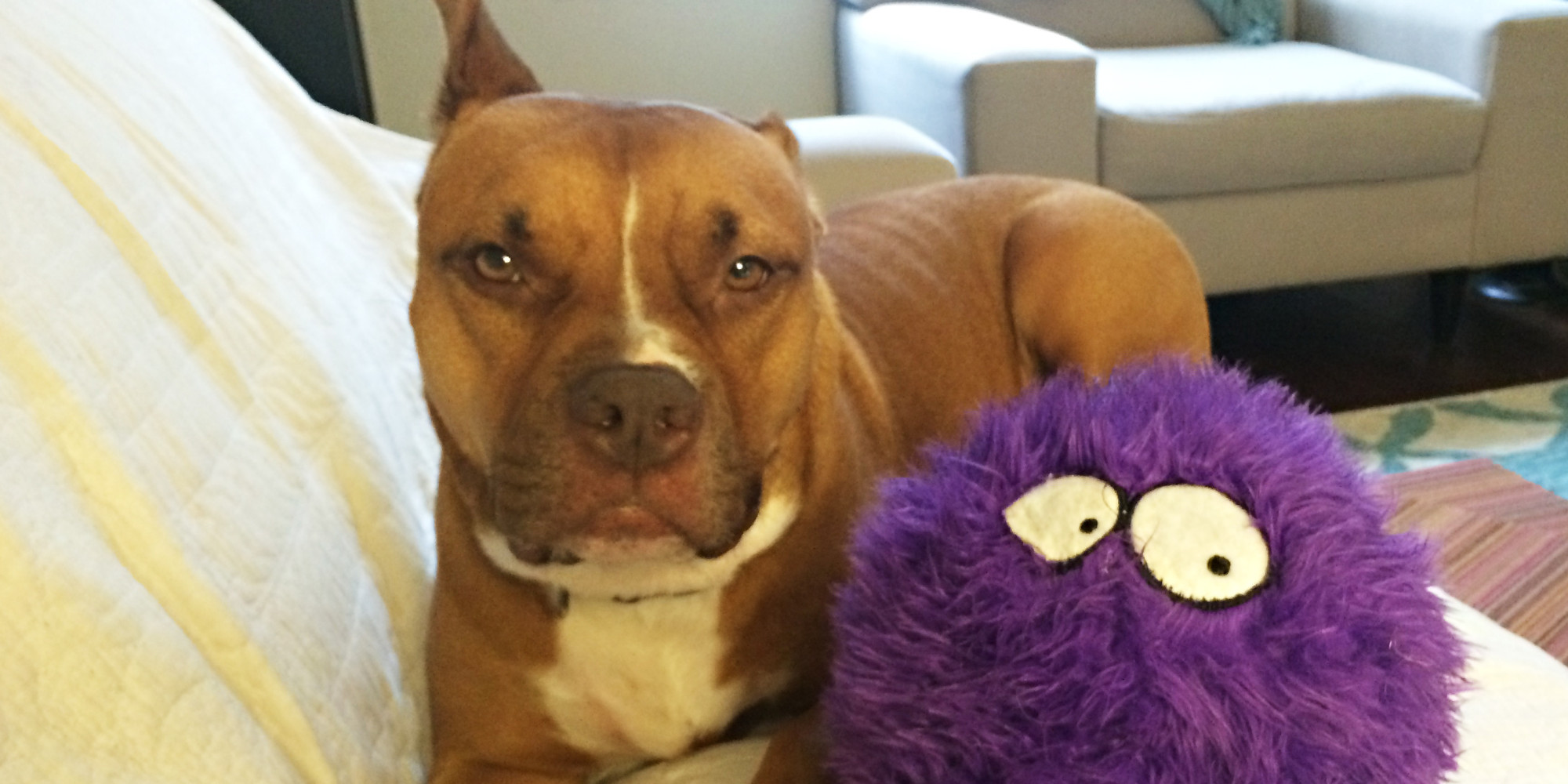 Mila The Rescue Pit Bull Keeps Her Eyes On The Prize, Catches 30 Treats