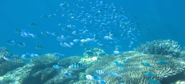ningaloo reef