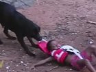Rescue Dog Ruins Fun Time By Saving Kid Who Doesn't Need Saving