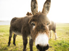 Missing Driver Says He Woke Up In A Field Of Donkeys