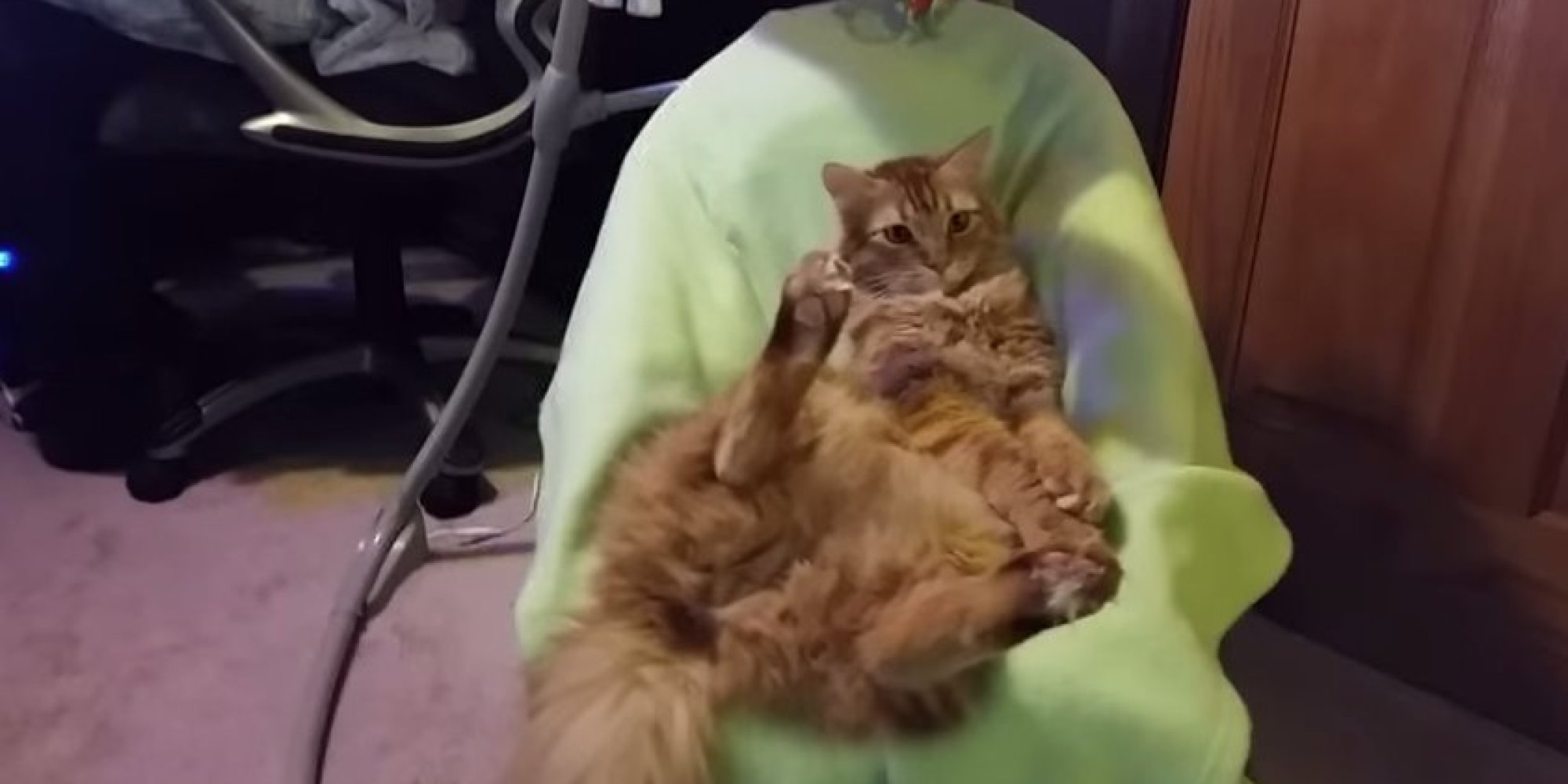 This Cat In A Baby Swing Is Having The Best. Time. Ever.