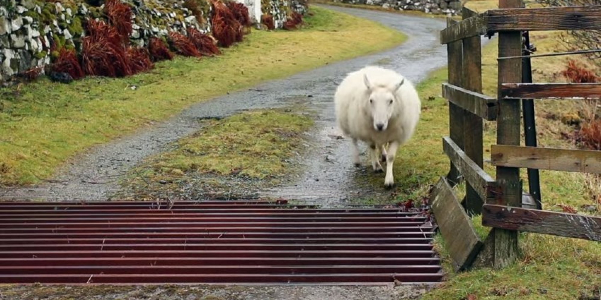 Revealed How A Sheep Crosses A Cattle Grid HuffPost UK