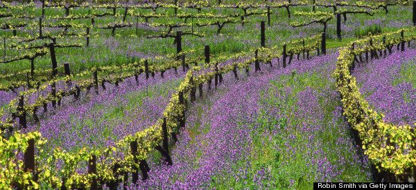 clare valley