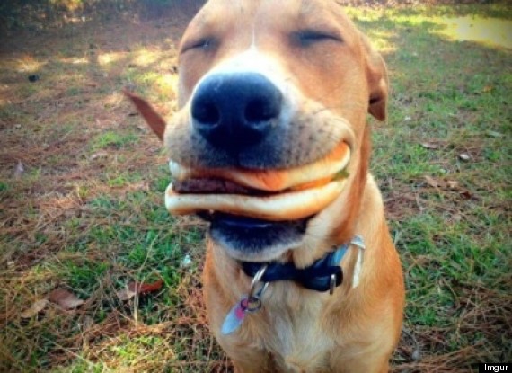 dog with cheeseburger meme