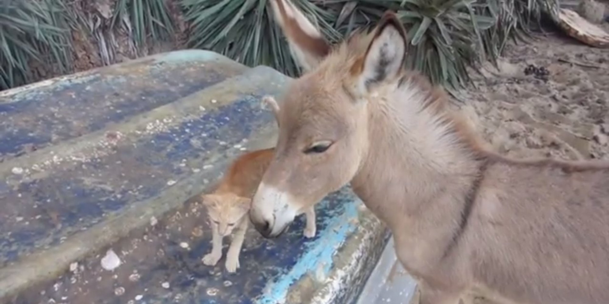 Kitten And Donkey Are The Nuzzliest Of Friends HuffPost