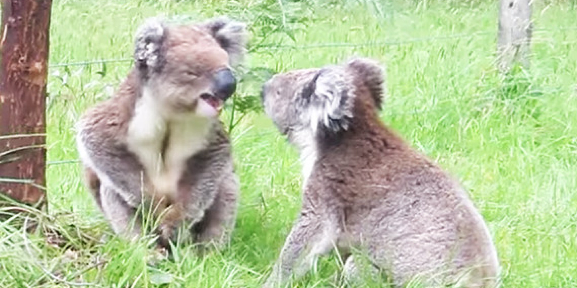Koalas Get In Spat, Still Cannot Escape The Cuteness HuffPost