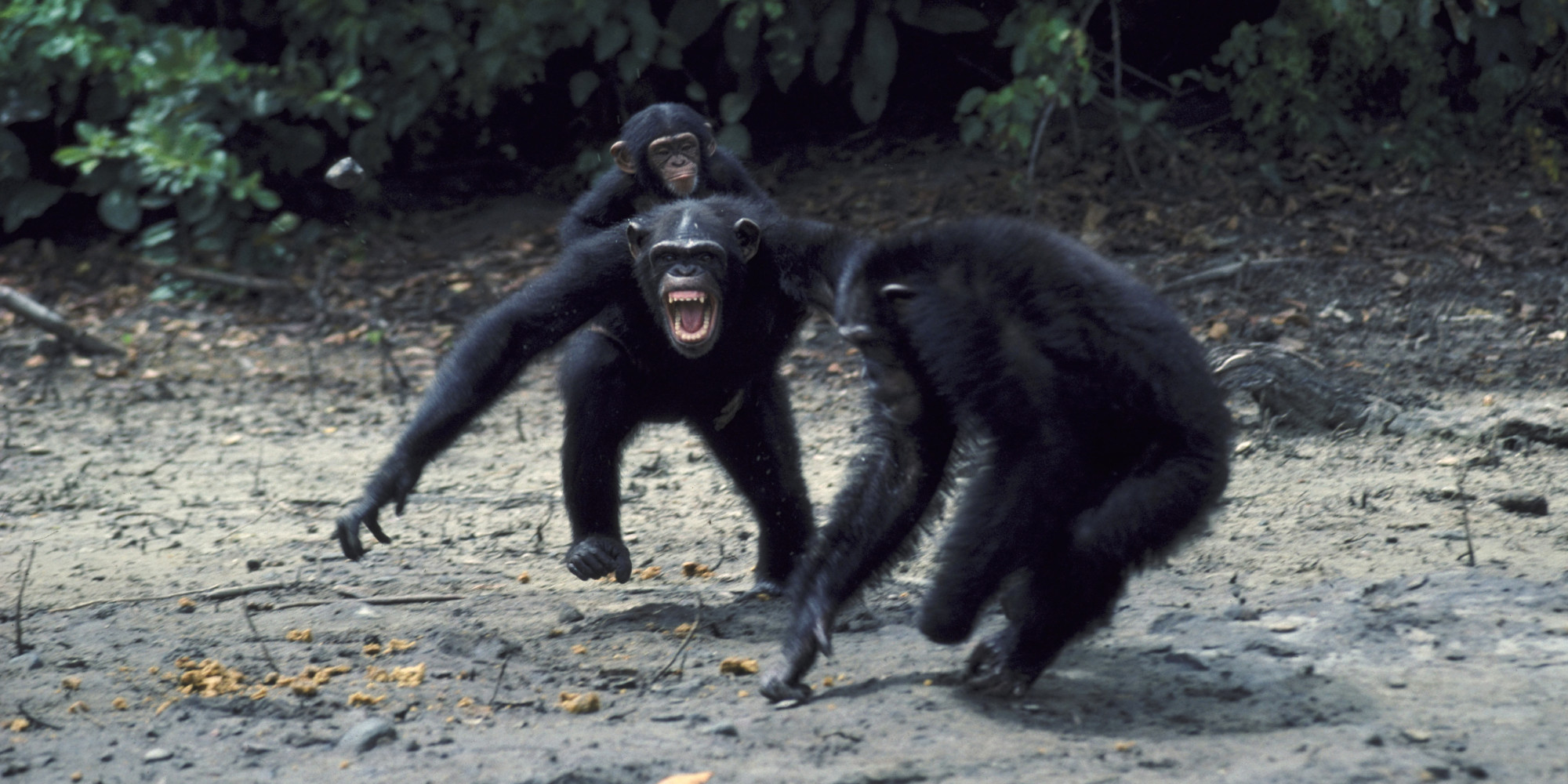 Chimps May Look Cute, But Controversial New Study Says They're Natural