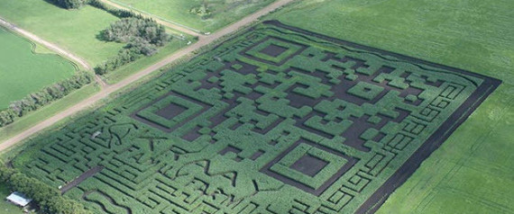 CORN MAZE