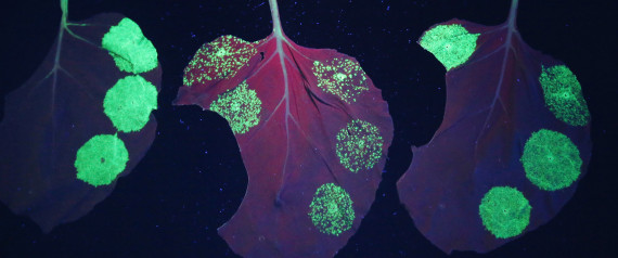 NICOTIANA BENTHAMIANA