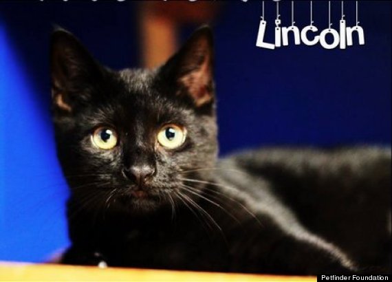 lincoln black cat