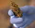 Marijuana Tax Revenue May Top $3 Billion A Year With Legalization