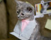 The Kitten Parody Of 'Scandal' Is Full Of Adorable Cat-iators In Suits