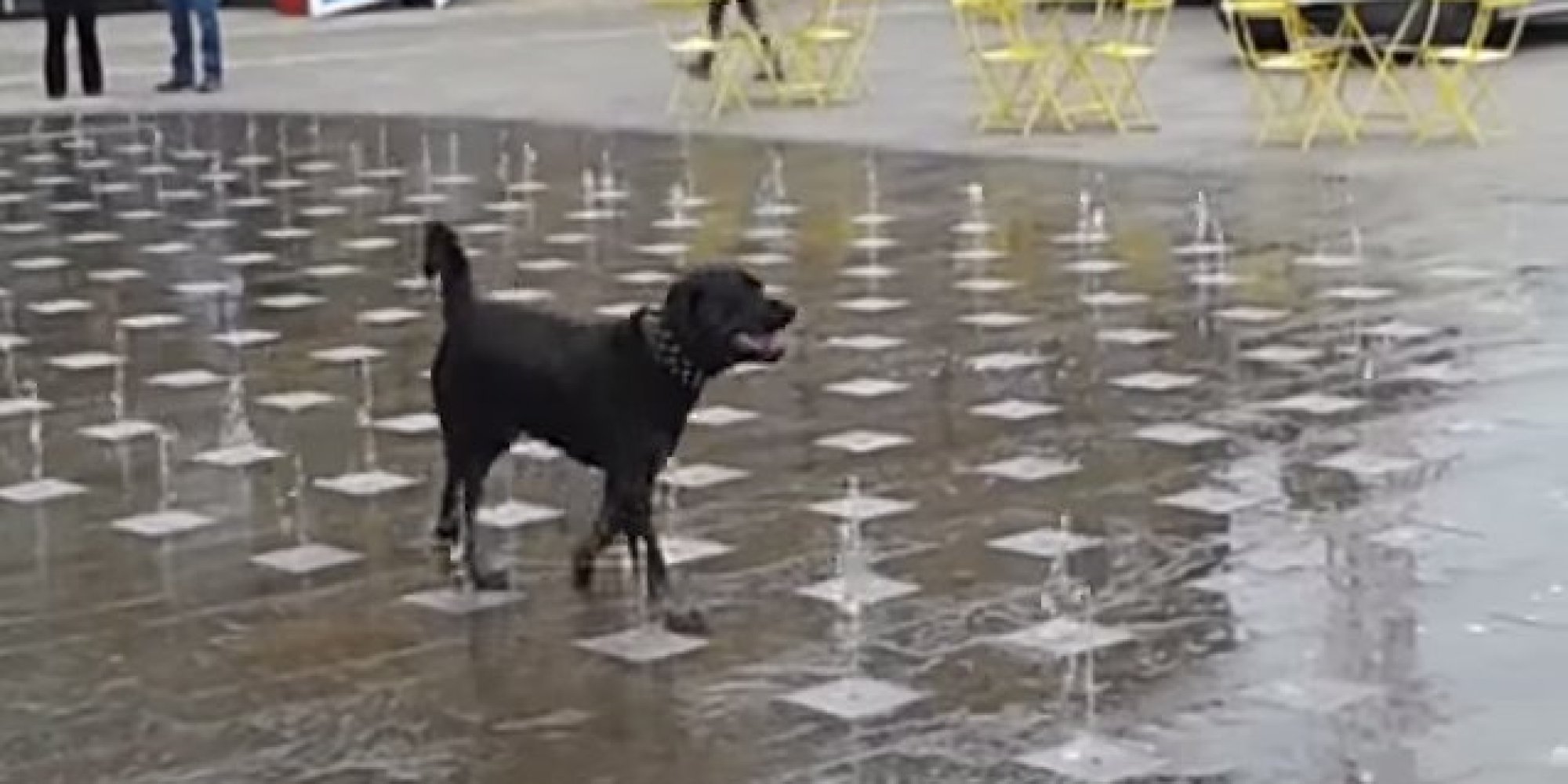 This Dog Is Having A REALLY Good Time In The Water Fountains At King's