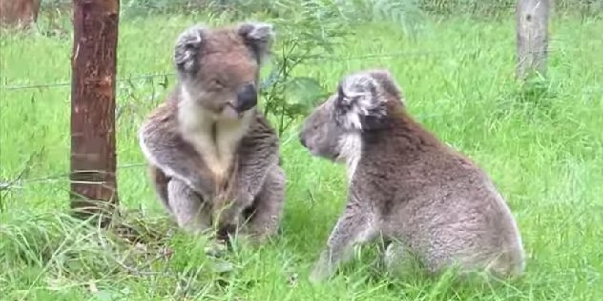 Two Koalas Get Into A Heated Argument, And It's Adorable (And Funny)