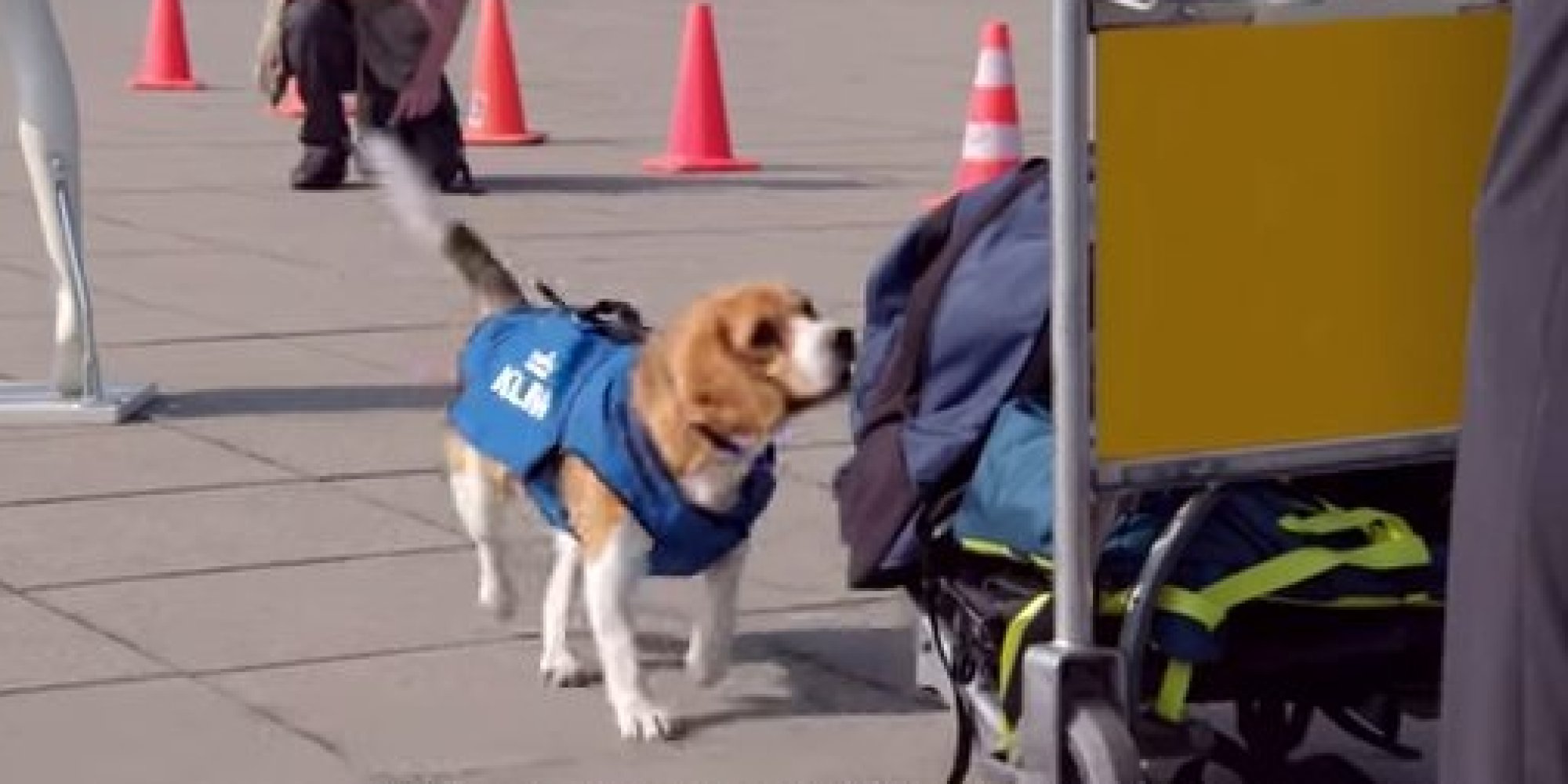 klm lost item on plane