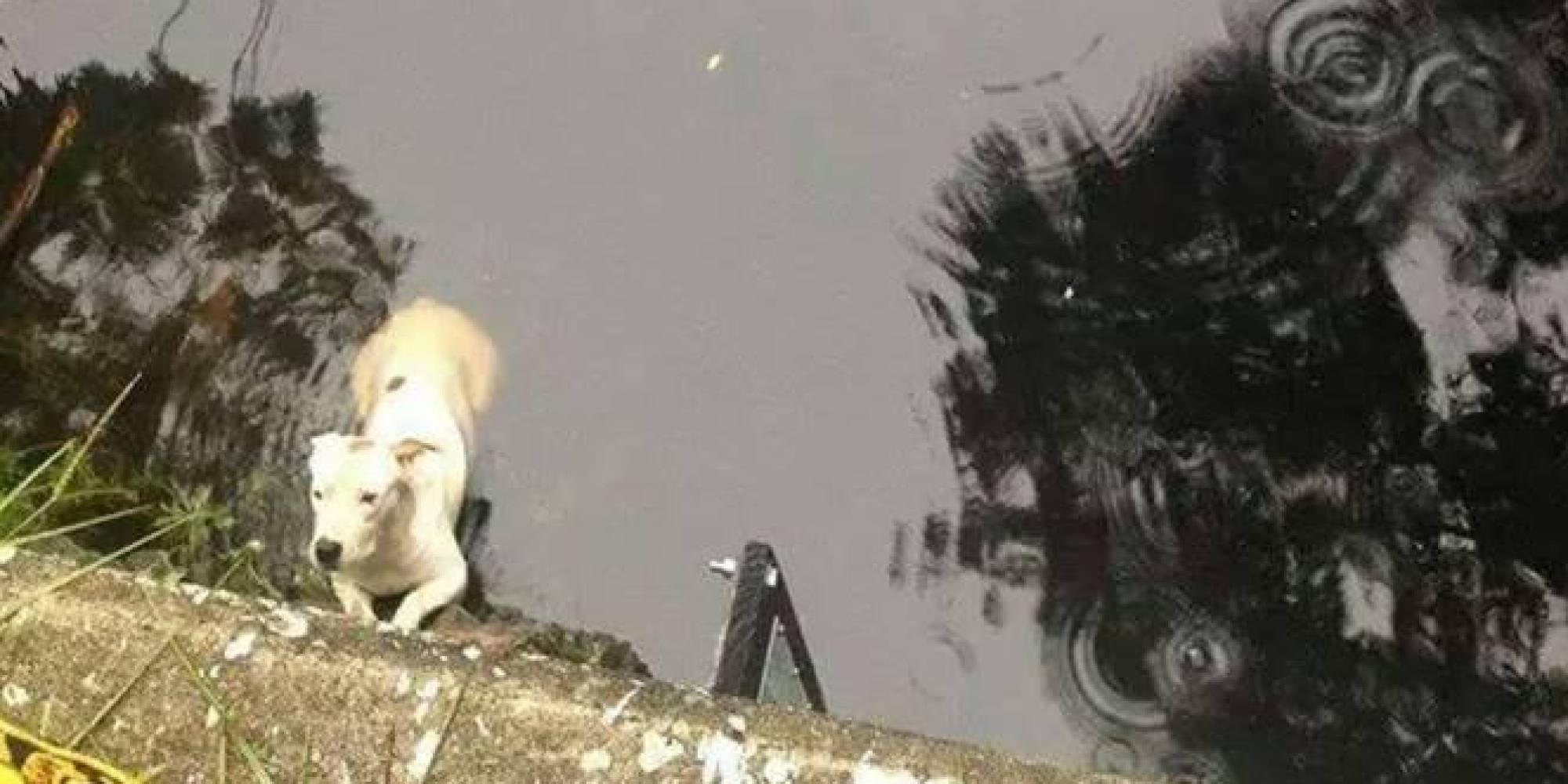 pups save a manatee