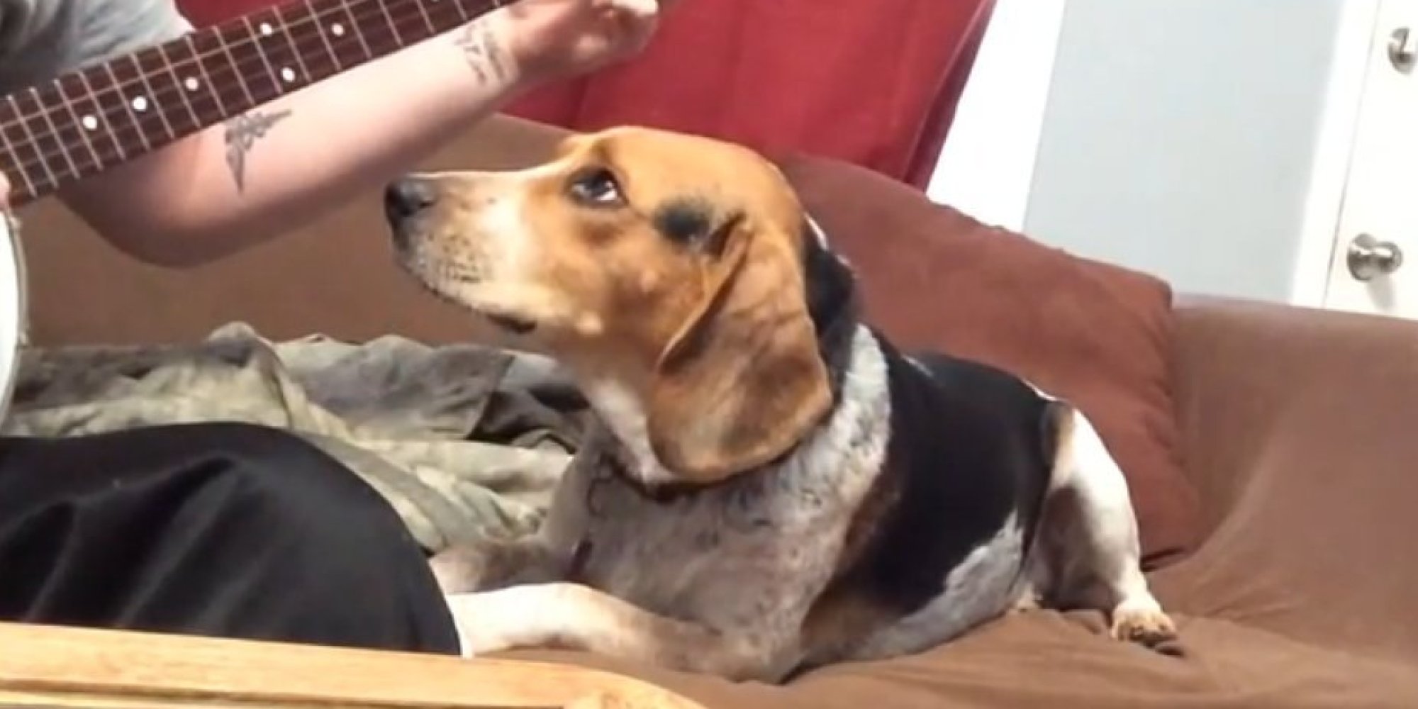 Dog Sings Along With Banjo In Key Of Ridiculous Cuteness