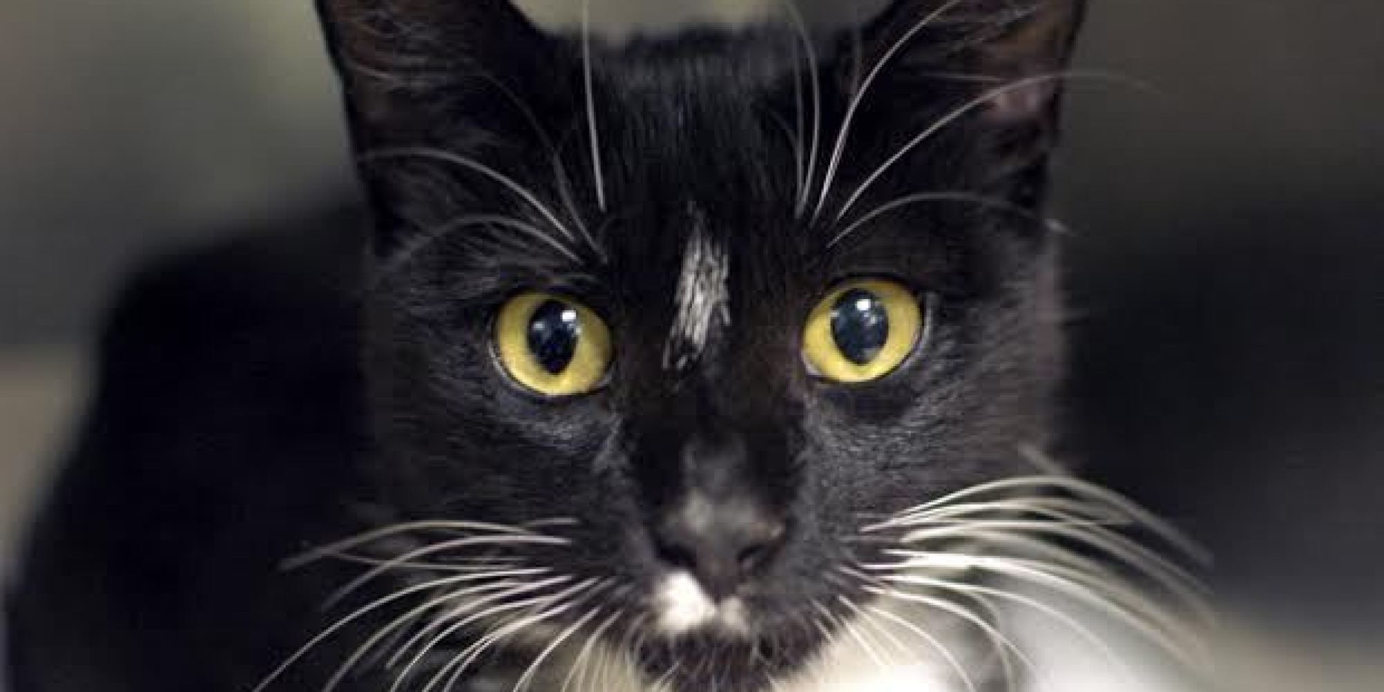 Adopt These Adorable New York City Pets; Featured Animals For 9/25/2014