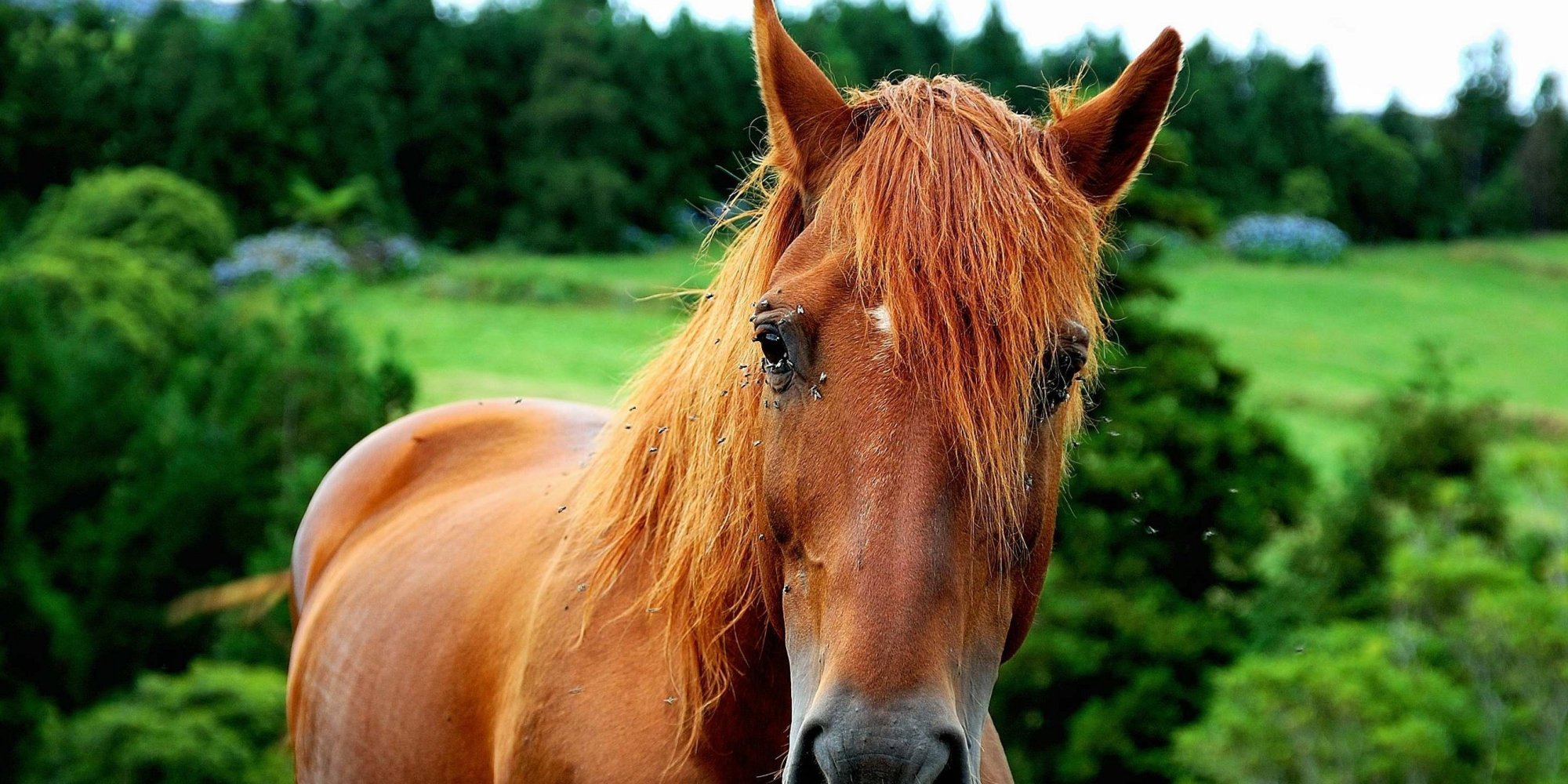 Oregon Court Says Animals Can Be Crime Victims Like People So What Oregon Court Says Animals Can Be Crime Victims Like People So What