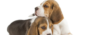 Cute Beagles