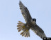 Falcons Studied For Oil