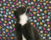 Arne Svenson On Cat Photography